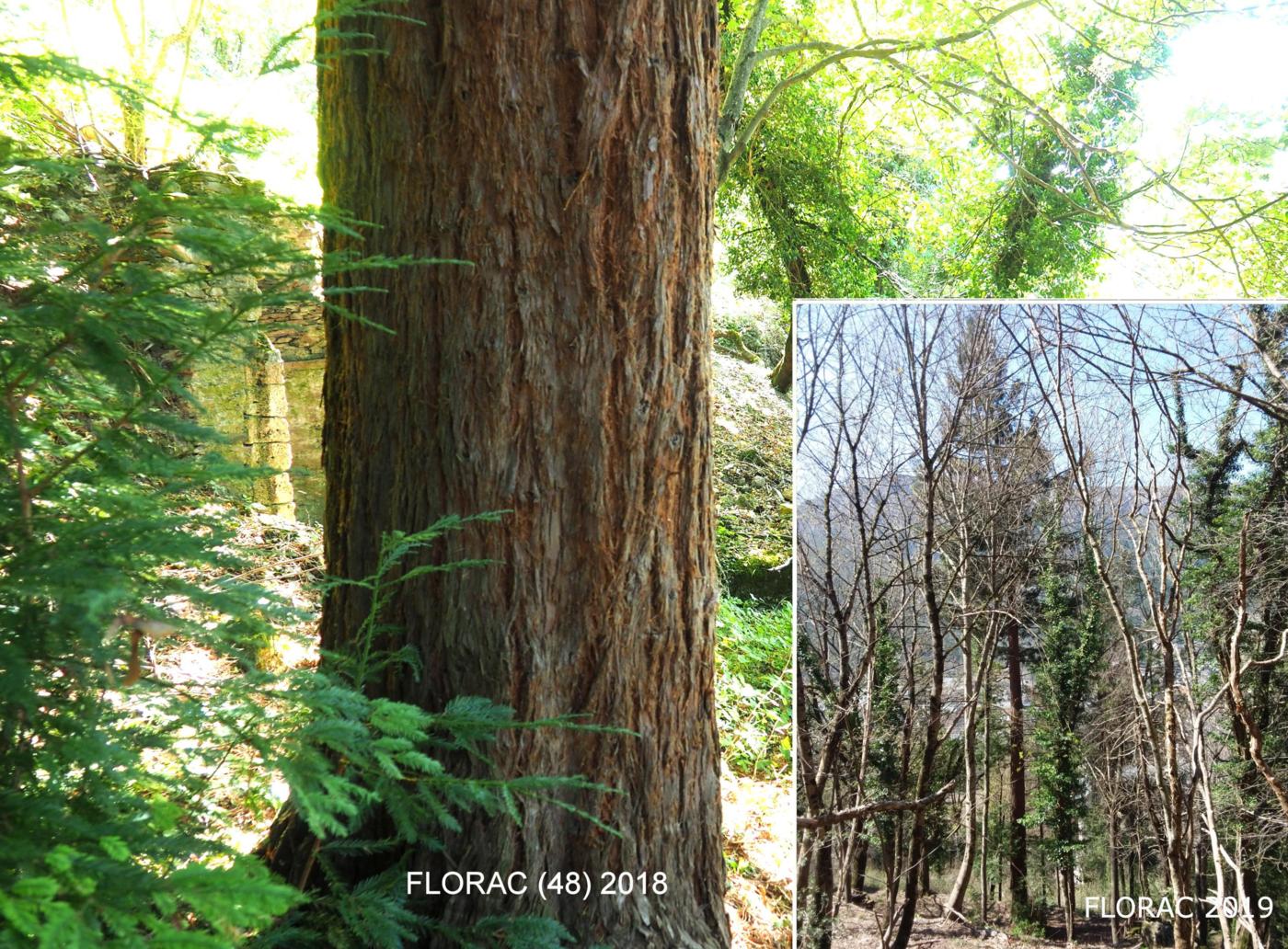 Redwood, Californian plant